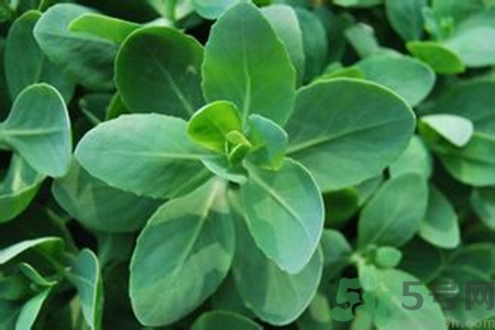 驅(qū)蚊草孕婦可以聞嗎？驅(qū)蚊草對孕婦有害嗎？