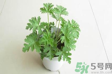 驅(qū)蚊草孕婦可以聞嗎？驅(qū)蚊草對(duì)孕婦有害嗎？