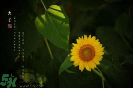 大暑吃什么水果？大暑吃什么水果養(yǎng)生？