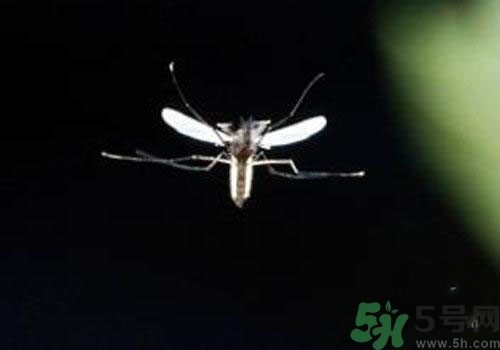 裂谷熱病怎么治？裂谷熱病的癥狀有哪些？