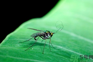 小飛蟲怎么消滅？小飛蟲怎么生出來的？