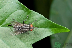 小飛蟲怎么消滅？小飛蟲怎么生出來的？