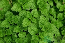 吃薄荷的好處有哪些？哪些人不能吃薄荷？