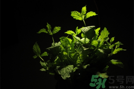 吃薄荷的好處有哪些？哪些人不能吃薄荷？