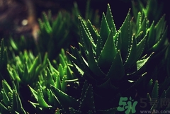 蘆薈能治療痔瘡嗎?蘆薈怎么治療痔瘡 蘆薈能治療痔瘡嗎?蘆薈怎么治療痔瘡