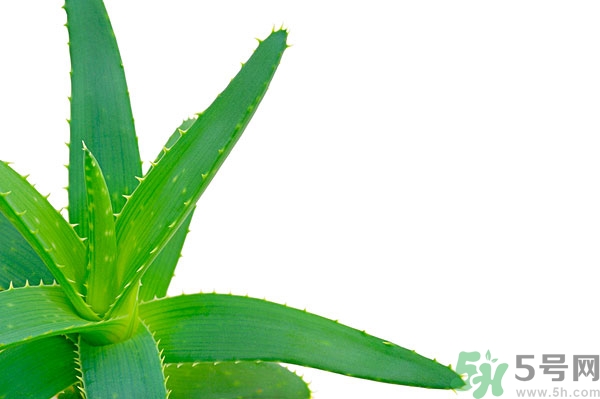 蘆薈能去斑嗎？蘆薈膠會(huì)使皮膚變黑嗎？