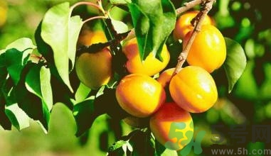 杏子有哪些品種?杏子品種鑒別 杏子有哪些品種?杏子品種鑒別