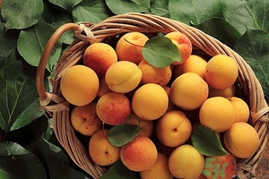 杏子可以曬干嗎？杏子可以用來燒菜嗎？