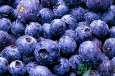 怎么挑選藍莓？藍莓怎么保存？