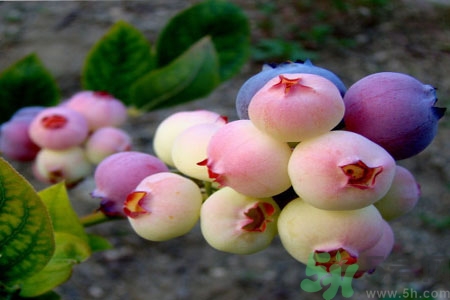 怎么挑選藍(lán)莓？藍(lán)莓怎么保存？