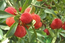 楊梅怎么洗？楊梅怎么保存？