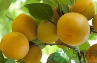 杏和黃瓜能一起吃嗎?杏和黃瓜一起吃會(huì)怎么樣 杏和黃瓜能一起吃嗎?杏和黃瓜一起吃會(huì)怎么樣