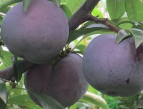 吃黑布林會上火嗎？黑布林吃多了會怎樣？