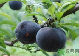 黑布林能空腹吃嗎?黑布林空腹食用有什么壞處? 黑布林能空腹吃嗎?黑布林空腹食用有什么壞處?