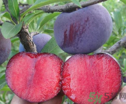 黑布林能空腹吃嗎?黑布林空腹食用有什么壞處? 黑布林能空腹吃嗎?黑布林空腹食用有什么壞處?