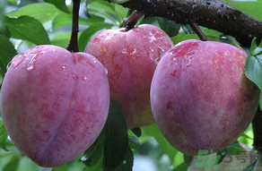 黑布林可以放冰箱嗎？黑布林放冰箱變色怎么回事？