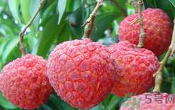 黑布林可以放冰箱嗎？黑布林放冰箱變色怎么回事？