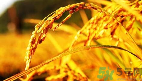 立秋吃黃瓜好嗎?立秋吃黃瓜可以減肥嗎 立秋吃黃瓜好嗎?立秋吃黃瓜可以減肥嗎