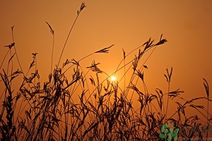 立秋吃餃子嗎？立秋為什么要吃餃子？