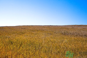 立秋為什么要吃西瓜？立秋吃羊肉好嗎？