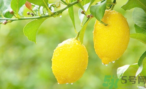 杏和檸檬能一起吃嗎?杏和檸檬一起吃會怎么樣 杏和檸檬能一起吃嗎?杏和檸檬一起吃會怎么樣