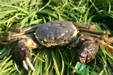 新鮮螃蟹該如何保存？熟螃蟹怎么存放？