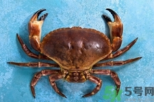 新鮮螃蟹該如何保存？熟螃蟹怎么存放？