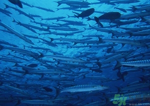 魚油是熱性還是涼性?魚油是熱性嗎? 魚油是熱性還是涼性?魚油是熱性嗎?