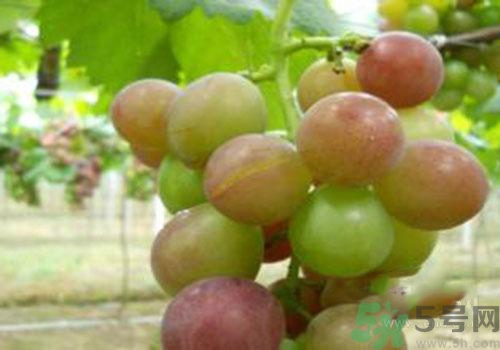 葡萄裂開了是怎么回事？葡萄裂開了能吃嗎？