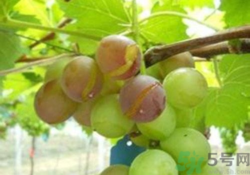 葡萄是幾月份的水果？葡萄什么時候上市？