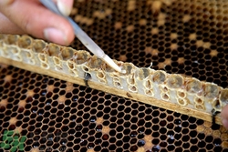 蜂王漿不能和什么一起吃?吃蜂王漿的禁忌 蜂王漿不能和什么一起吃?吃蜂王漿的禁忌