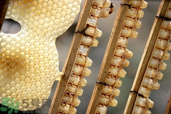 蜂王漿不能和什么一起吃?吃蜂王漿的禁忌 蜂王漿不能和什么一起吃?吃蜂王漿的禁忌