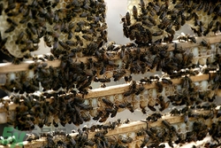 蜂王漿不能和什么一起吃?吃蜂王漿的禁忌 蜂王漿不能和什么一起吃?吃蜂王漿的禁忌