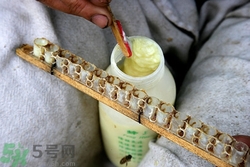 蜂王漿是涼性還是熱性?蜂王漿是涼性嗎? 蜂王漿是涼性還是熱性?蜂王漿是涼性嗎?