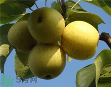吃梨子不能吃什么?梨子的食用禁忌 吃梨子不能吃什么?梨子的食用禁忌
