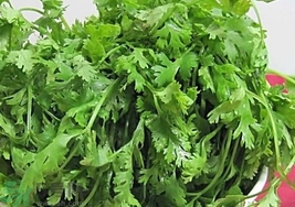 香菜可以和洋蔥一起吃嗎?香菜能和洋蔥同吃嗎? 香菜可以和洋蔥一起吃嗎?香菜能和洋蔥同吃嗎?