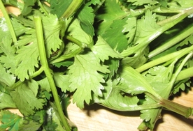 香菜可以和豬肝一起吃嗎?香菜能和豬肝同吃嗎? 香菜可以和豬肝一起吃嗎?香菜能和豬肝同吃嗎?