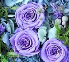 永生花是什么?永生花是真花嗎? 永生花是什么?永生花是真花嗎?