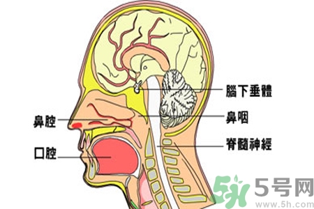 鼻咽癌的治療方法是什么？鼻咽癌可以用什么藥物治療？