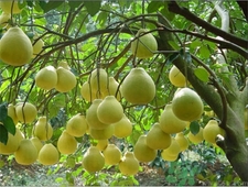 吃降壓藥能吃柚子嗎?服用降壓藥吃柚子會怎樣? 吃降壓藥能吃柚子嗎?服用降壓藥吃柚子會怎樣?