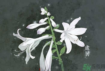 處暑吃什么水果？處暑養(yǎng)生水果推薦