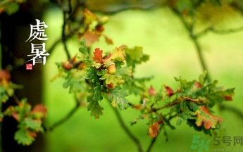 處暑喝什么茶？處暑養(yǎng)生茶推薦