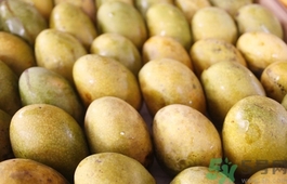 青芒和黃色芒果哪個(gè)好？青芒和黃色芒果的區(qū)別