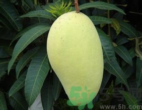 青芒和黃色芒果哪個(gè)好？青芒和黃色芒果的區(qū)別