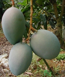 青芒和黃色芒果哪個(gè)好？青芒和黃色芒果的區(qū)別