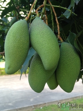 青芒和黃色芒果哪個(gè)好？青芒和黃色芒果的區(qū)別