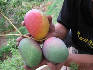 青芒和黃色芒果哪個(gè)好？青芒和黃色芒果的區(qū)別