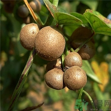 吃山藥豆有什么好處?山藥豆的功效與作用 吃山藥豆有什么好處?山藥豆的功效與作用