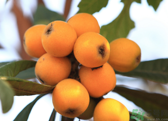 吃枇杷能止咳嗎？枇杷的功效與作用