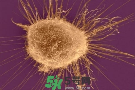 不宜過(guò)多食用辣椒的人群有哪些？夏天吃辣椒的好處有哪些？